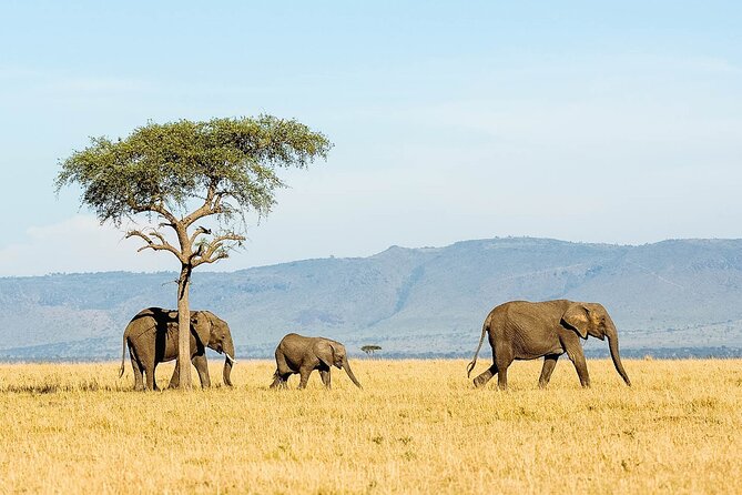 4 Days Experience big five in Tarangire, Serengeti & Ngorongoro Safari - What you get for $1,280: value built on park fees, meals, and fewer surprises