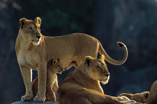 4 Days Experience big five in Tarangire, Serengeti & Ngorongoro Safari - Guides you’ll hear names for: Damas, Malisa, Tiger, and more