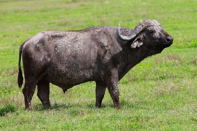 4 Days Experience big five in Tarangire, Serengeti & Ngorongoro Safari - Kizumba Campsite night: dinner, recovery, and the camping rhythm