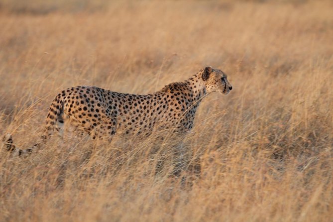4 Days Game drives Safari Tarangire, Serengeti and Ngorongoro Crater - Price and what you actually get: is $2,575.39 worth it?