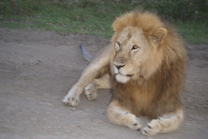 4 Days Group Camping Safari - Camping Safari in Arusha: How the 4 Days Actually Feel