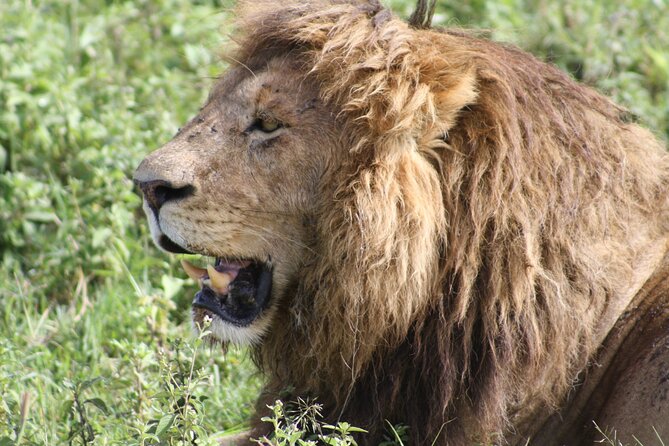 4 Days Group Camping Safari - Price and Logistics: Is $900 per Person Good Value?