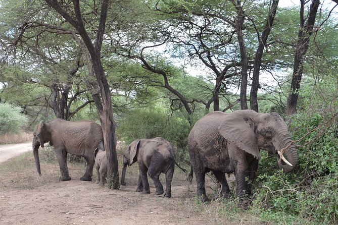 4 Days Group Camping Safari - Day 2 in Serengeti: Traveling Through Karatu and Settling Into Seronera