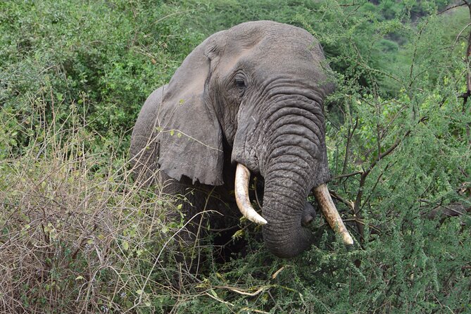 4 Days Group Camping Safari - Day 3 in Serengeti and On to Ngorongoro: The Early Drive Pays Off