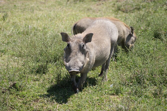 4 Days Group Camping Safari - UNESCO Sites: Why Serengeti and Ngorongoro Matter Beyond the Badge