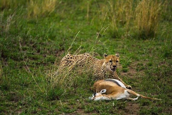 4 Days Group Joining Camping Safari to Tarangire Serengeti Ngorongoro Crater - The guide factor: why Mike’s style is worth hoping for