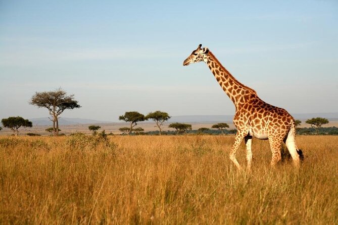 4 Days Group Joining Camping Tanzania safari - Why This 4-Day Northern Circuit Camping Safari Feels Like Real Tanzania