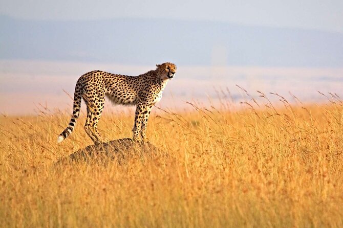 4 Days Group Joining Camping Tanzania safari - Arusha to Tarangire: Elephants, Green Swamps, and Bird Life That Stays With You