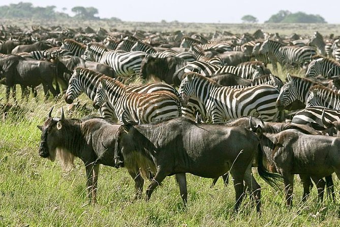 4 Days Join Group tour Tarangire Serengeti and Ngorongoro crater - Day 1 in Tarangire: elephants at the waterless riverbed