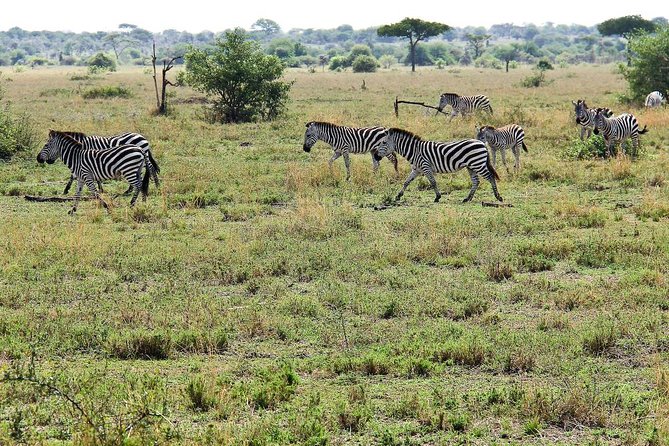 4 Days Join Group tour Tarangire Serengeti and Ngorongoro crater - Day 2 Serengeti: highland farming, Ngorongoro views, then big-plains settling