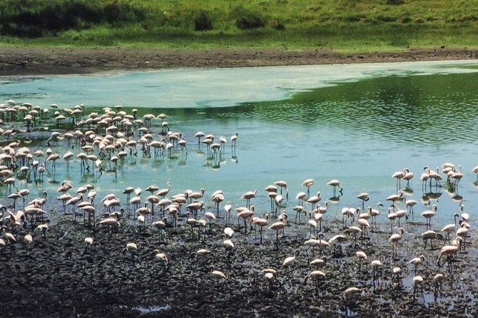 4 Days Joined Group Safari Serengeti,Ngorongoro and Tarangire National Parks - A Value Check for a $974.36 Safari