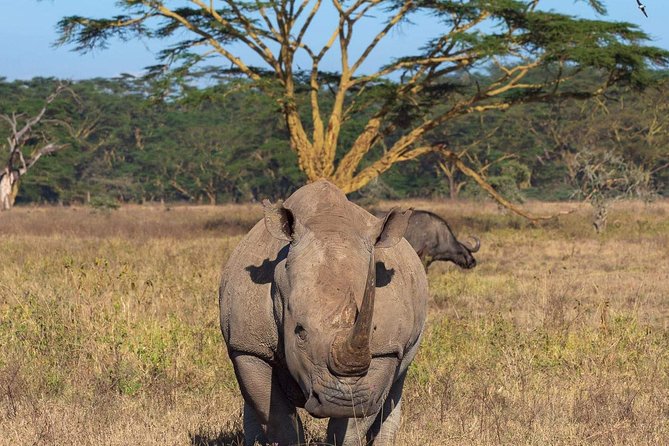 4 Days Joined Group Safari Serengeti,Ngorongoro and Tarangire National Parks - Day 2 in Serengeti South: Seronera Plains and Predator Chances