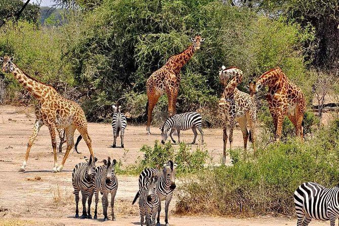 4 Days Joined Group Safari Serengeti,Ngorongoro and Tarangire National Parks - Day 3 in Central Serengeti: Kopjes Vantage Points and Early Light