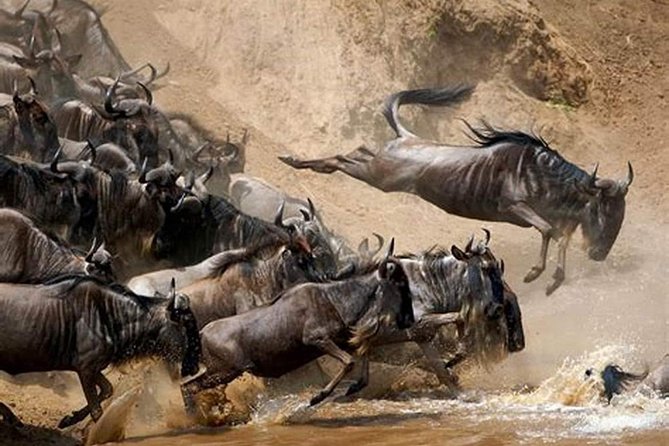 4 Days Joined Group Safari Serengeti,Ngorongoro and Tarangire National Parks - How the Group Safari Works Without Feeling Like a Bus Tour