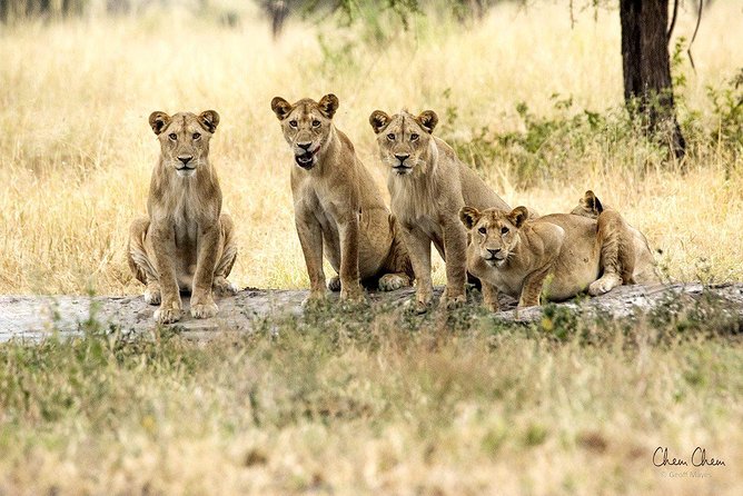 4 Days Joining group budget camp Safari in Serengeti , Ngorongoro and Tarangire - The Big Three Parks, and Why the Mix Works