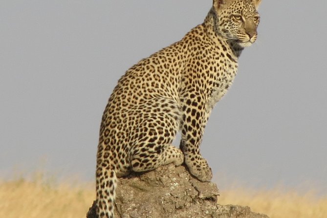 4 Days Joining group budget camp Safari in Serengeti , Ngorongoro and Tarangire - Pop-Up Safari Jeeps: Why 5 Hours of Game Drive Matters