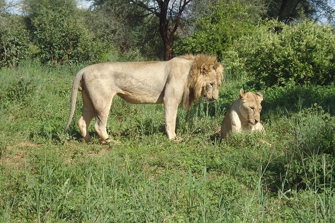 4 Days Joining group budget camp Safari in Serengeti , Ngorongoro and Tarangire - Night One in a Budget Lodge, Then Two Nights Camping