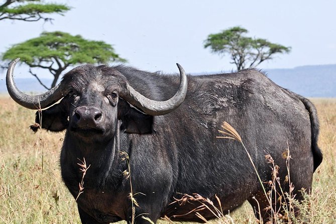 4 Days Joining group budget camp Safari in Serengeti , Ngorongoro and Tarangire - Meals and Drinks Included, Including Dietary Needs