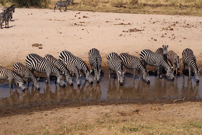 4 Days Joining group budget camp Safari in Serengeti , Ngorongoro and Tarangire - Your Guide Team: Names You Might Hear and the Value of Languages