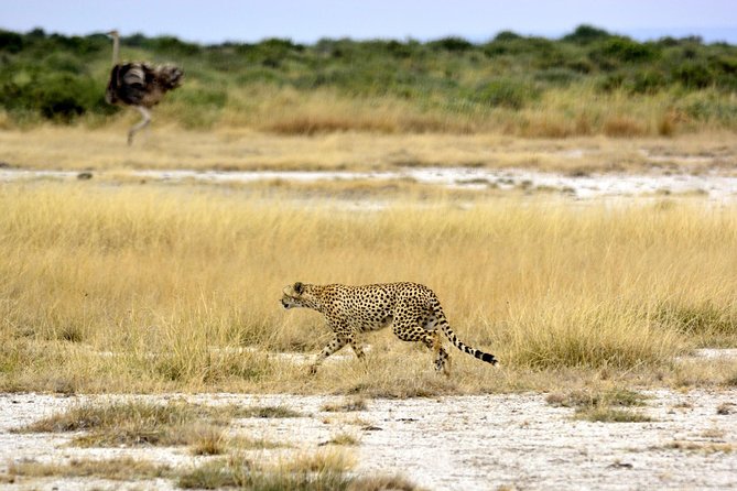 4 Days Joining group budget camp Safari in Serengeti , Ngorongoro and Tarangire - Price and Value: What $930 Gets You (and What to Confirm)