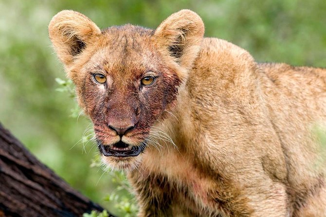 4 Days Lake Manyara National Park, Ngorongoro Crater , Serengeti National Park. - Starting At Kilimanjaro, Then Straight Into Wildlife Hours