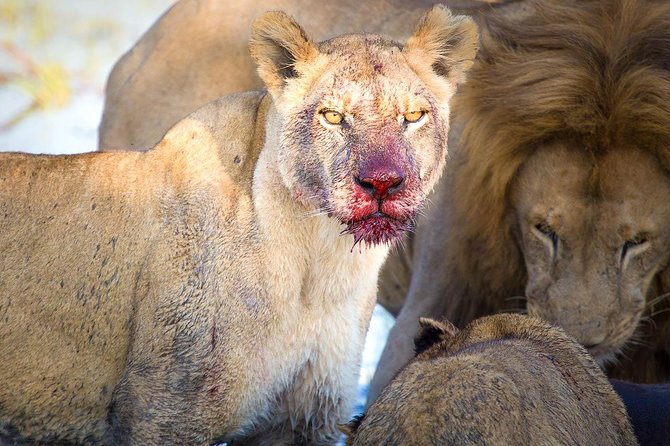 4 Days Lake Manyara National Park, Ngorongoro Crater , Serengeti National Park. - Lake Manyara National Park: Monkeys, Elephants, and Rift Valley Views