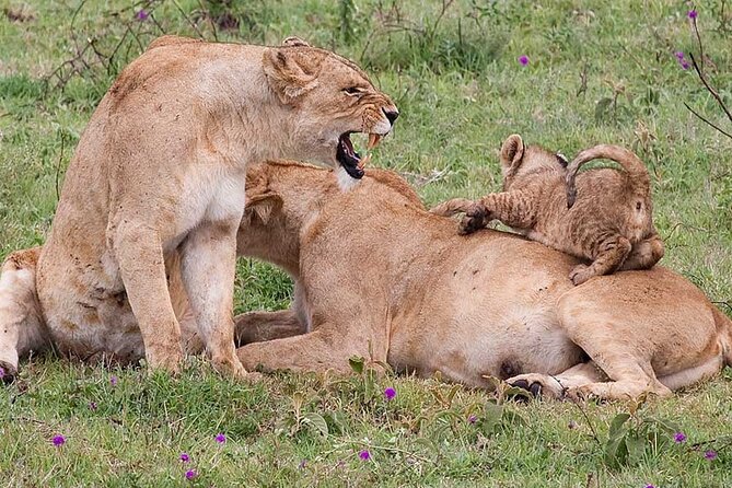 4 Days lodge &camping Tarangire,Serengeti, Ngorongoro Safari Tour - Arusha Pickup and Small-Group Setup: Less Waiting, More Safari