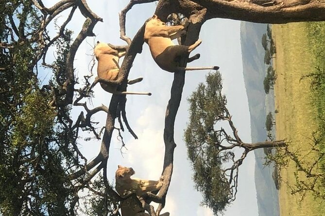 4 Days lodge &camping Tarangire,Serengeti, Ngorongoro Safari Tour - Price and Value: What $1,110 Covers and Why It Matters