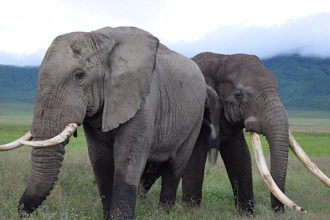 4 Days lodge &camping Tarangire,Serengeti, Ngorongoro Safari Tour - Who This Safari Fits Best, and Who Should Skip It