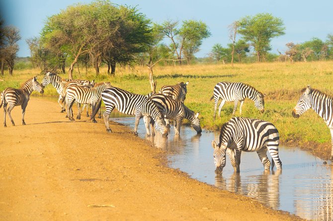 4 Days Lodge Safari - Day 2 into Serengeti: Kopjes country and the migration question