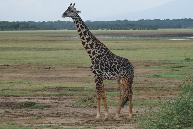 4 Days Lodge Safari - Day 3: Dawn in Seronera, then Ngorongoro edge lodge life