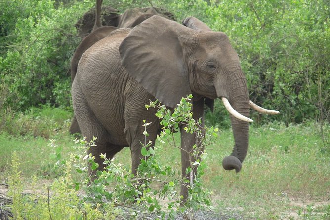 4 Days Lodge Safari - Day 4 at Ngorongoro Crater: Descent, Big Five odds, and a short but intense game drive