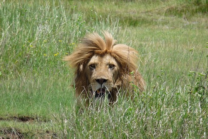 4 Days Lodge Safari - Price and Logistics: Does $1,847.43 per person make sense?