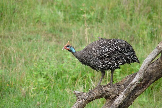 4 Days Lodge Safari - The Human Side: Guides who know what you are looking at