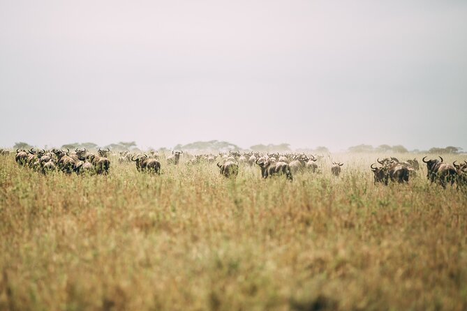 4 Days Lodge Safari in Lake Manyara, Serengeti & Ngorongoro Crater - Day 4 Down into Ngorongoro: Big Five Chances in a Bowl of Wildlife