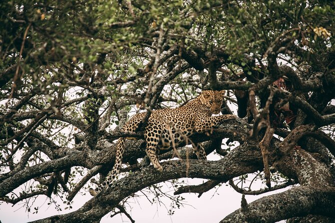 4 Days Lodge Safari in Lake Manyara, Serengeti & Ngorongoro Crater - Pickup in Arusha: Starting Strong at 8:00 am