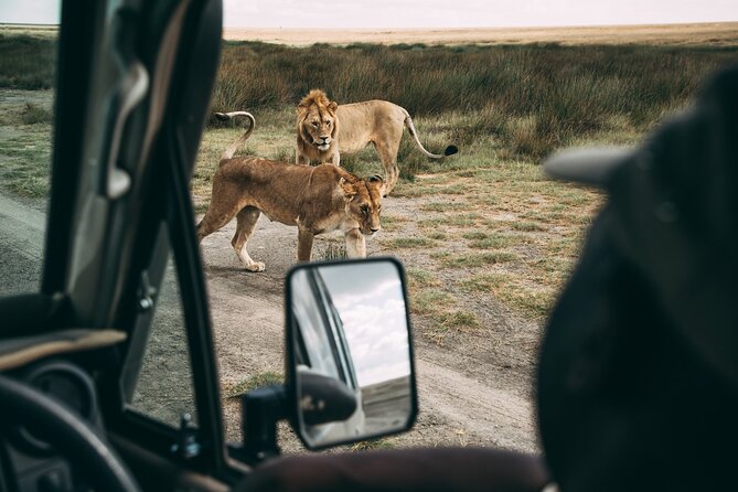 4 Days Lodge Safari in Lake Manyara, Serengeti & Ngorongoro Crater - Day 2 into Serengeti: Kopjes, Predators, and How Season Changes the Game