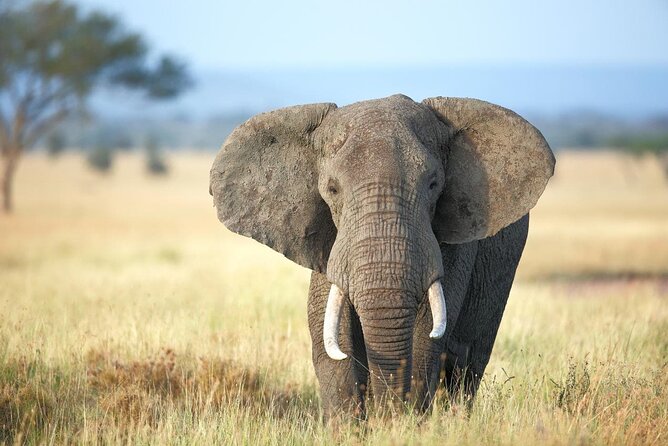 4 Days lodge safari Tarangire , Ngorongoro crater & Walking - Day 3 Ngorongoro Crater Descent, Predators, and Lake Magadi