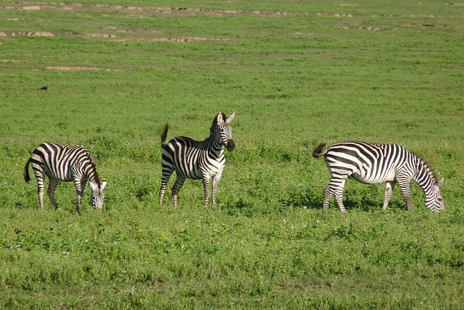 4 Days Lodge Safari - Day 1 at Lake Manyara: Birds, forest monkeys, and elephants near acacia
