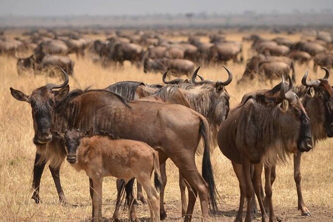 4 Days Lodges Serengeti, Ngorongoro Crater & Visiting Maasai - Day 3 full-day Serengeti game drive with a picnic lunch
