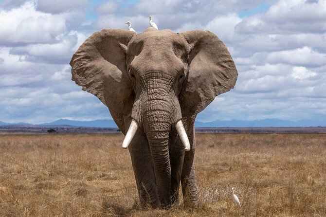 4 Days Lodges Serengeti, Ngorongoro Crater & Visiting Maasai - Your guide and the small-group advantage (up to 6 travelers)