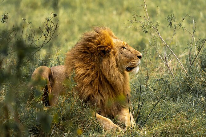 4 Days Lodges Serengeti, Ngorongoro Crater & Visiting Maasai - What you can realistically expect to see