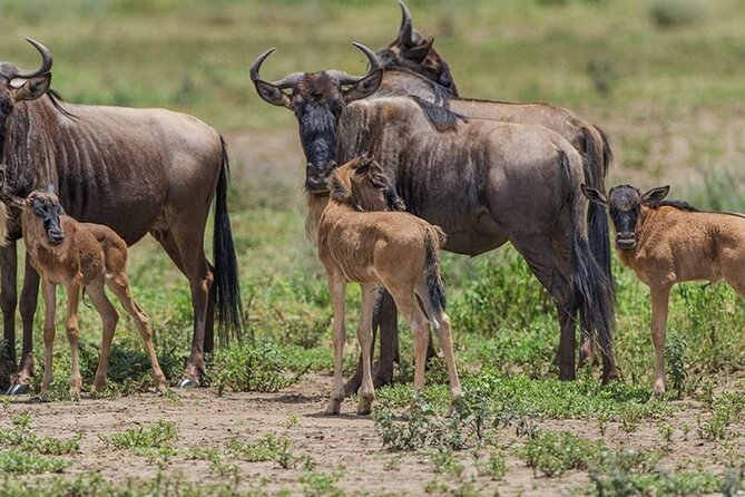 4 Days Lodges Serengeti, Ngorongoro Crater & Visiting Maasai - Photo and comfort tips for a roof-roof safari day