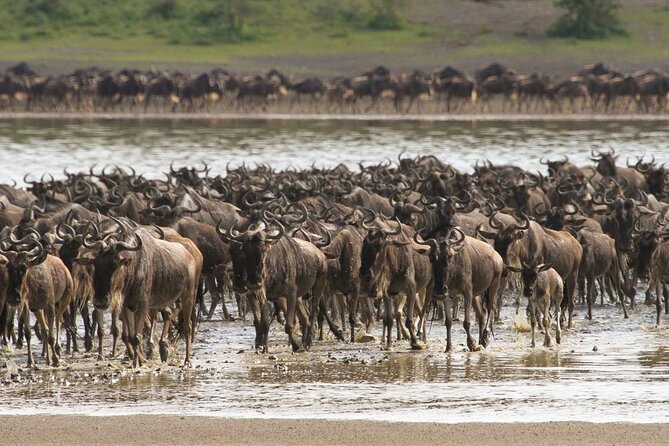 4 Days Lodges Serengeti, Ngorongoro Crater & Visiting Maasai - Day 4 half-day Serengeti and the drive back to Arusha or Moshi