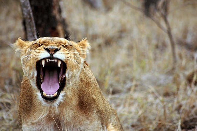 4 Days Luxury Lodge Safari Tour Tanzania - Day 3, 6:00 am Serengeti Sunrise, Then Ngorongoro by Midday
