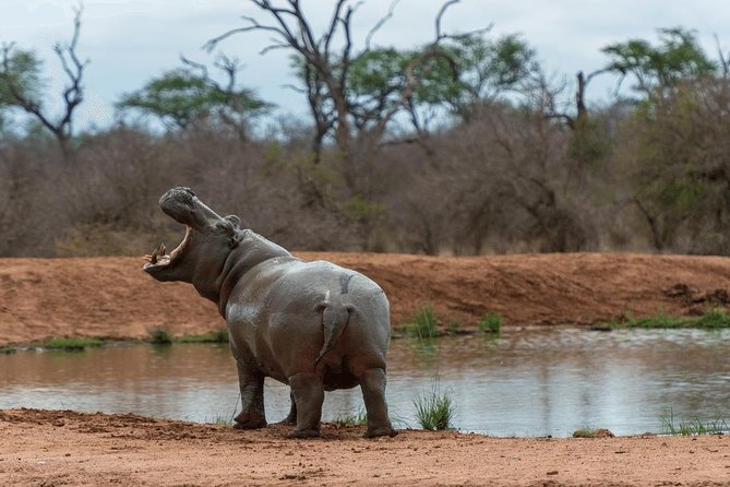 4 Days Luxury Lodge Safari Tour Tanzania - Price and Logistics: Where This Tour Feels Like Luxury, and Where It Needs Checking