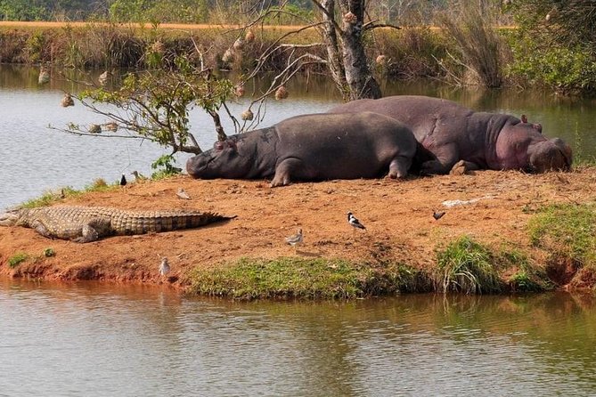 4 Days Luxury Lodge Safari Tour Tanzania - Lodges, Food, and What You Can Expect From “Luxury”