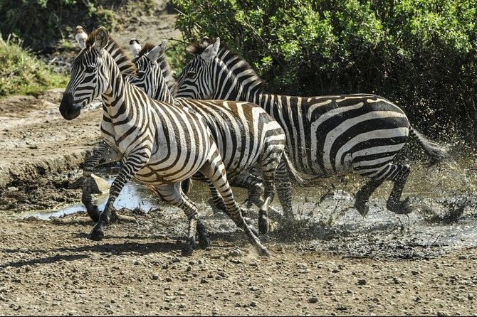 4 Days Luxury Lodge Safari Tour Tanzania - How the Vehicle and Group Size Affect Your Safari Experience