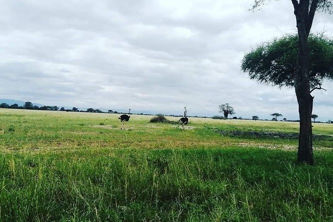 4 Days Luxury Lodge Safari Tour Tanzania - Day 2, Manyara Route, Optional Maasai Village, and Serengeti Evenings