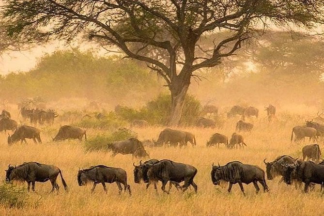 4 days luxury safari (a dream experience) - Price and value: $4,500 per person, what you are actually buying